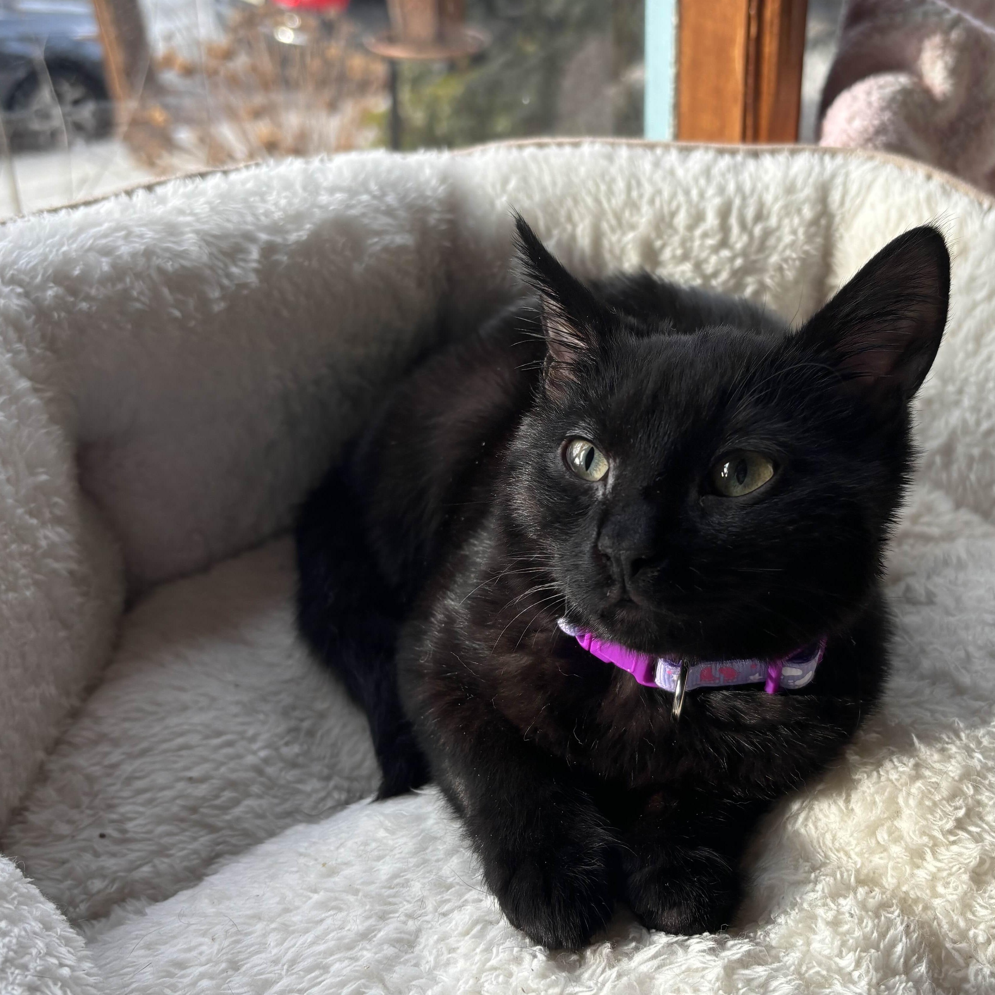 Paris Hilton, a ADOPTABLE Domestic Short Hair in Weehawken, NJ image 3/6
