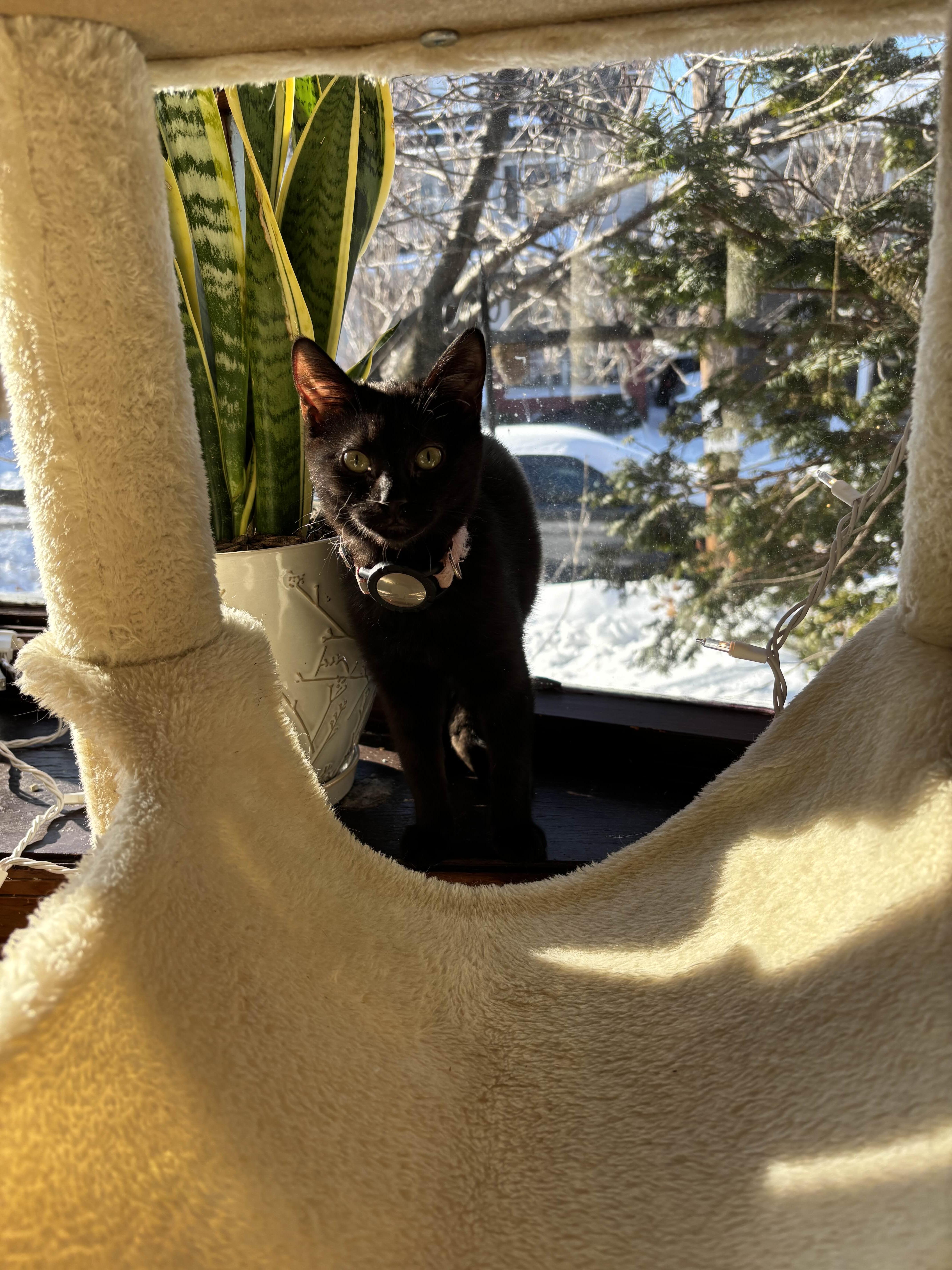 Paris Hilton, a ADOPTABLE Domestic Short Hair in Weehawken, NJ image 6/6