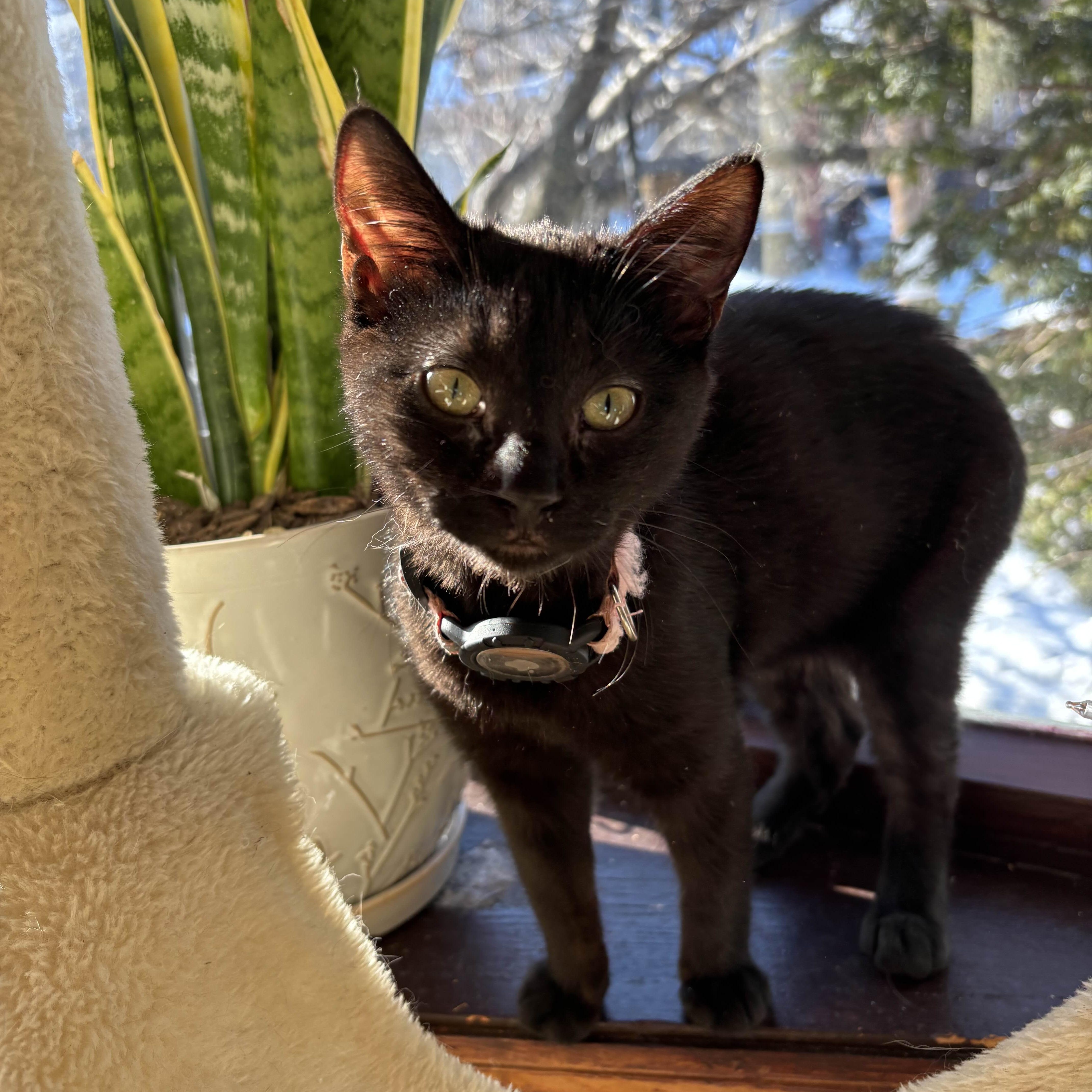 Paris Hilton, a ADOPTABLE Domestic Short Hair in Weehawken, NJ image 1/6