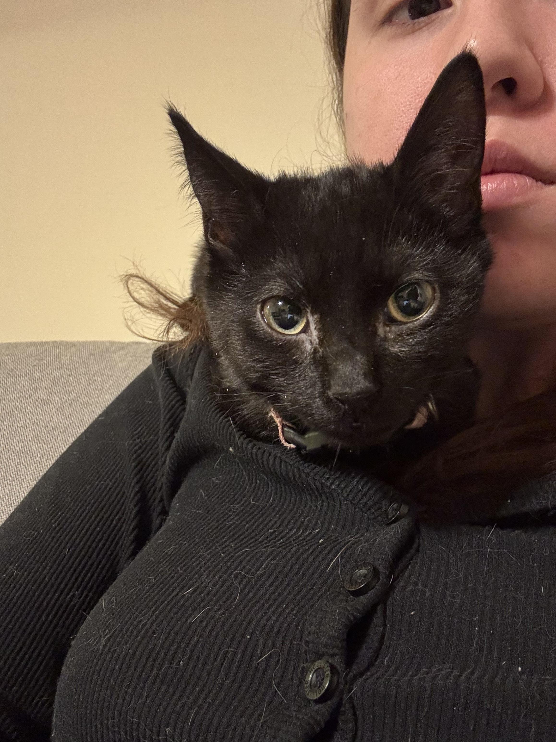 Paris Hilton, a ADOPTABLE Domestic Short Hair in Weehawken, NJ image 4/6