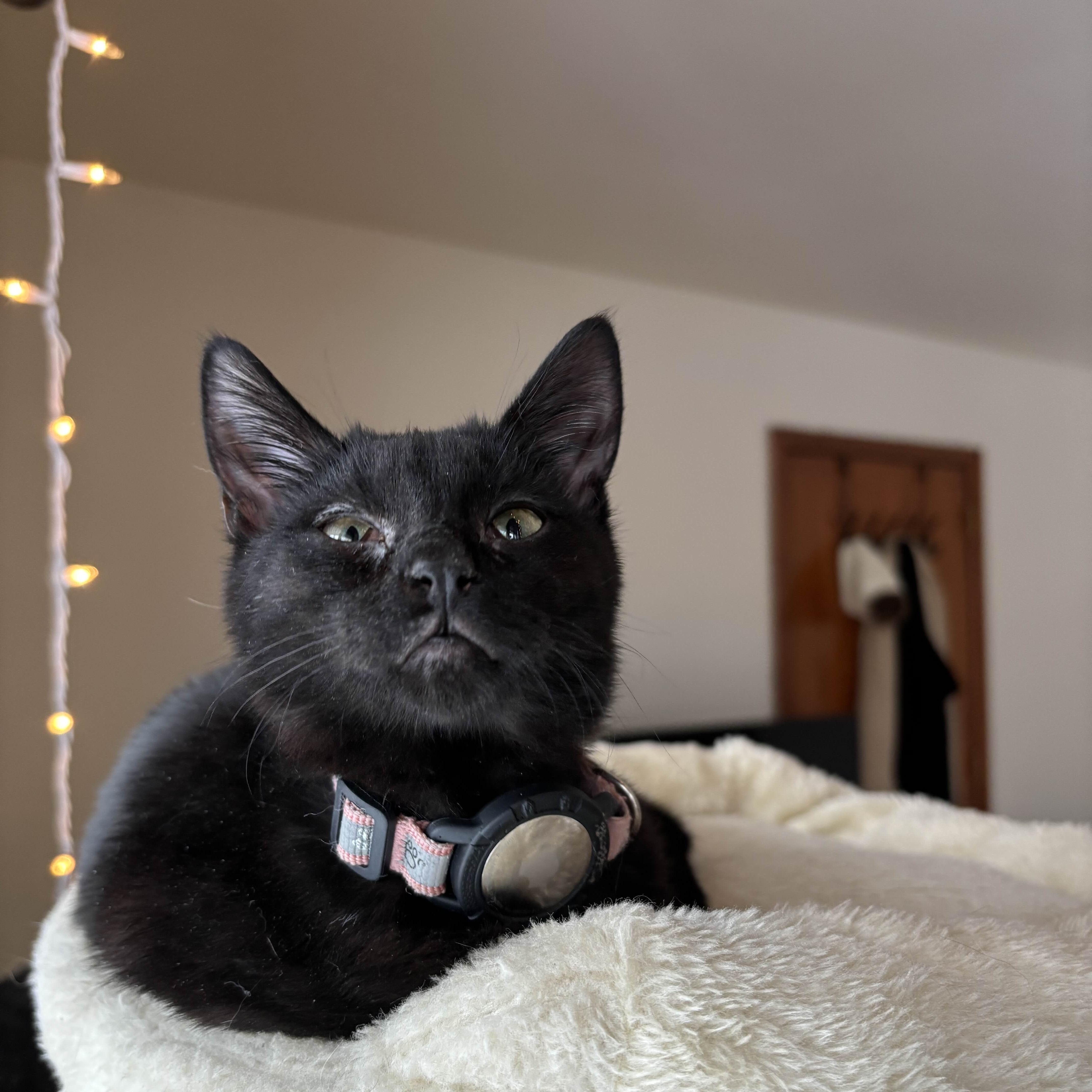 Paris Hilton, a ADOPTABLE Domestic Short Hair in Weehawken, NJ image 5/6