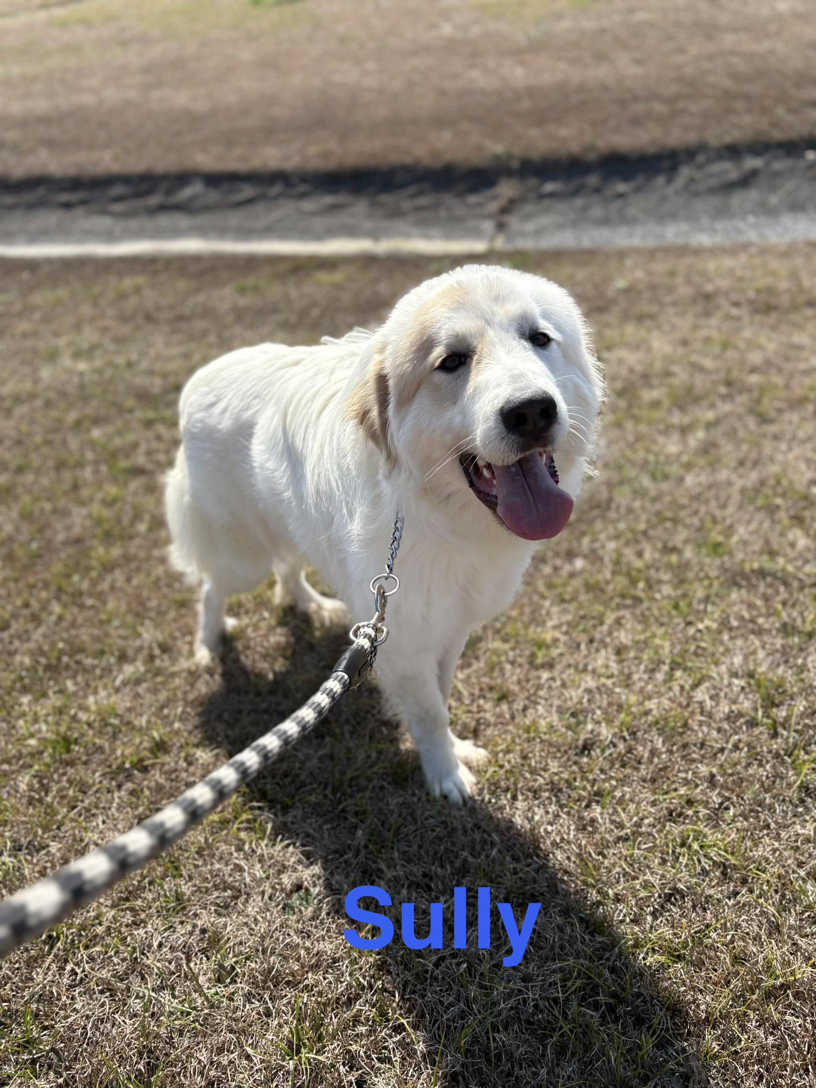 Enlarge Sully, a Adoptable mixed breed in Alexander City, AL image 1/1