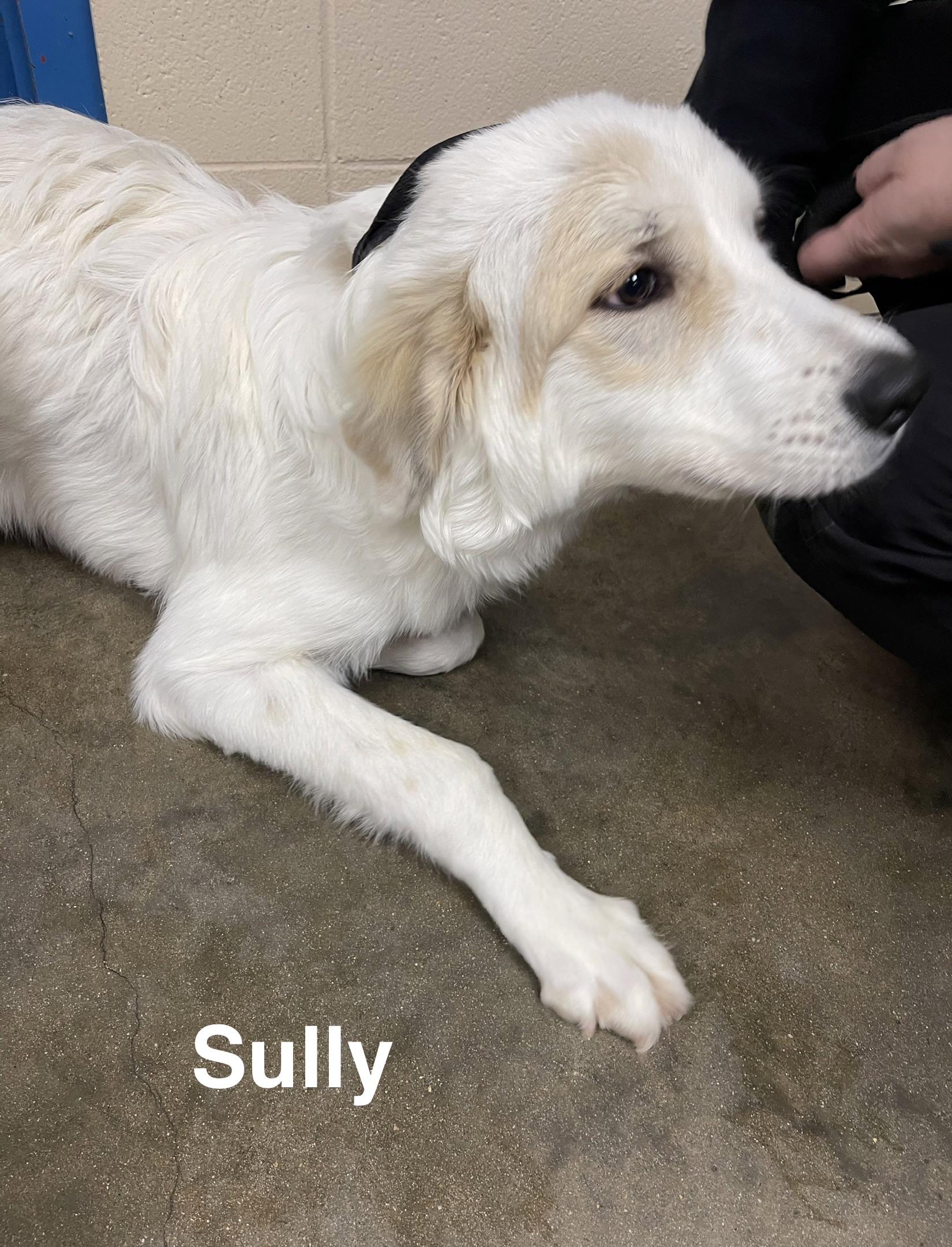 Sully, Adoptable, Young Male Great Pyrenees.