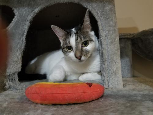 Flower, Adoptable, Adult Female Domestic Short Hair.