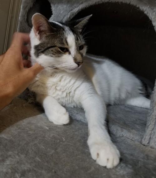 Enlarge Flower, a Adoptable Domestic Short Hair in Lake Grove, NY image 2/3