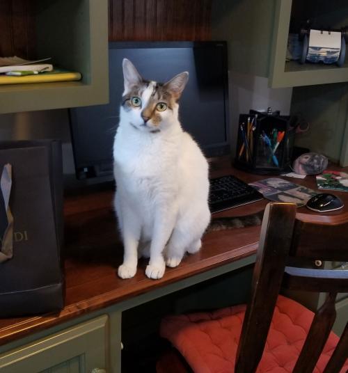 Enlarge Flower, a Adoptable Domestic Short Hair in Lake Grove, NY image 3/3