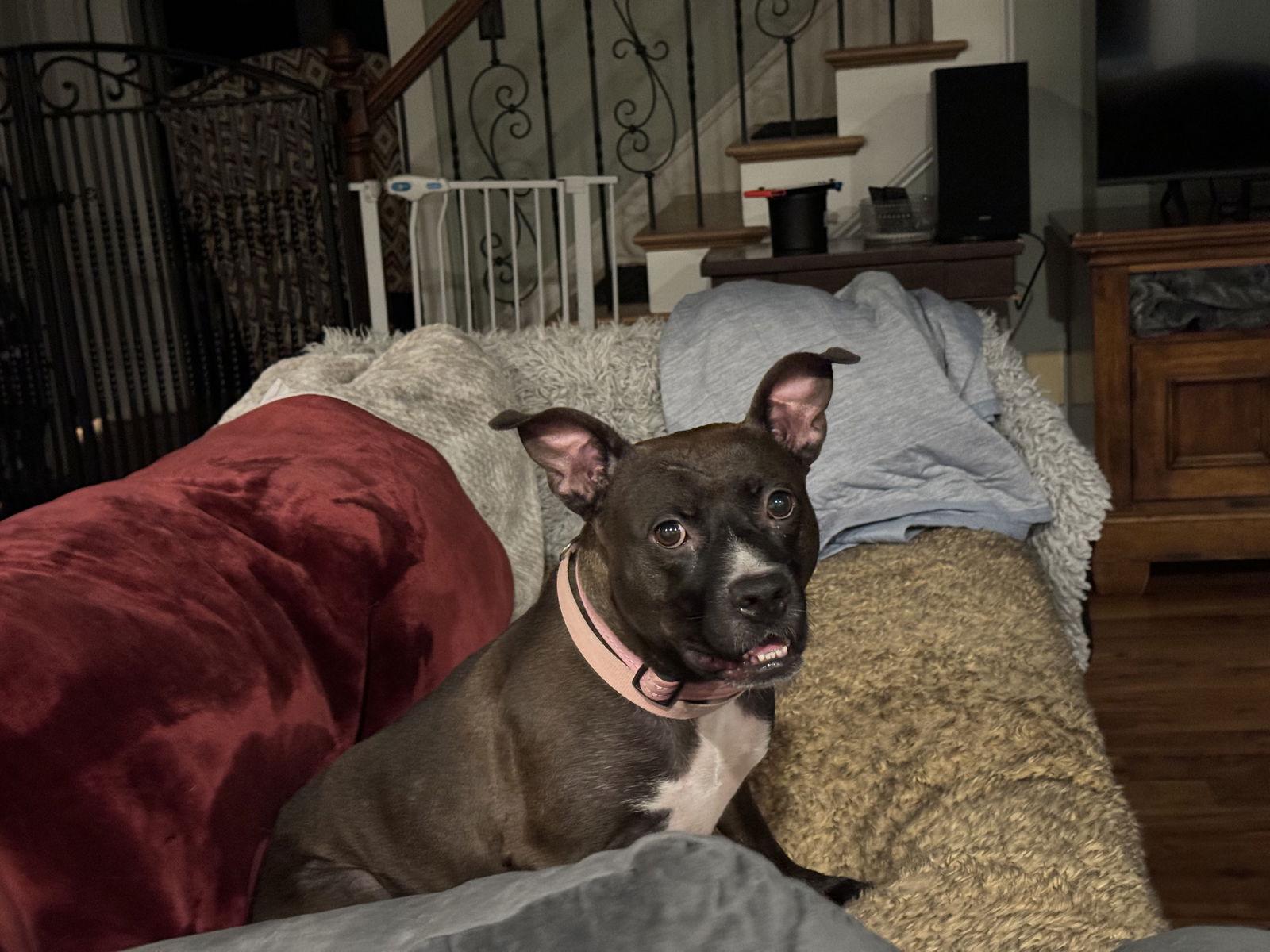 Josie, Adoptable, Adult Female Pit Bull Terrier.