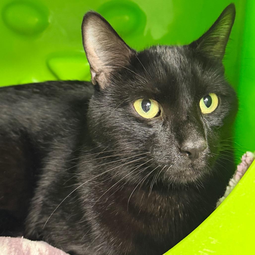 Nightfury, Adoptable, Adult Male Domestic Short Hair.