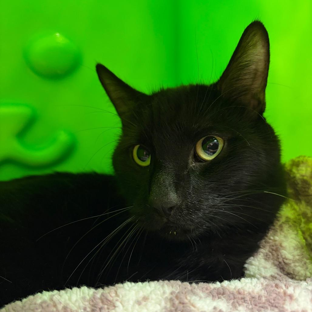 Enlarge Nightfury, a Adoptable Domestic Short Hair in Waukesha, WI image 2/2