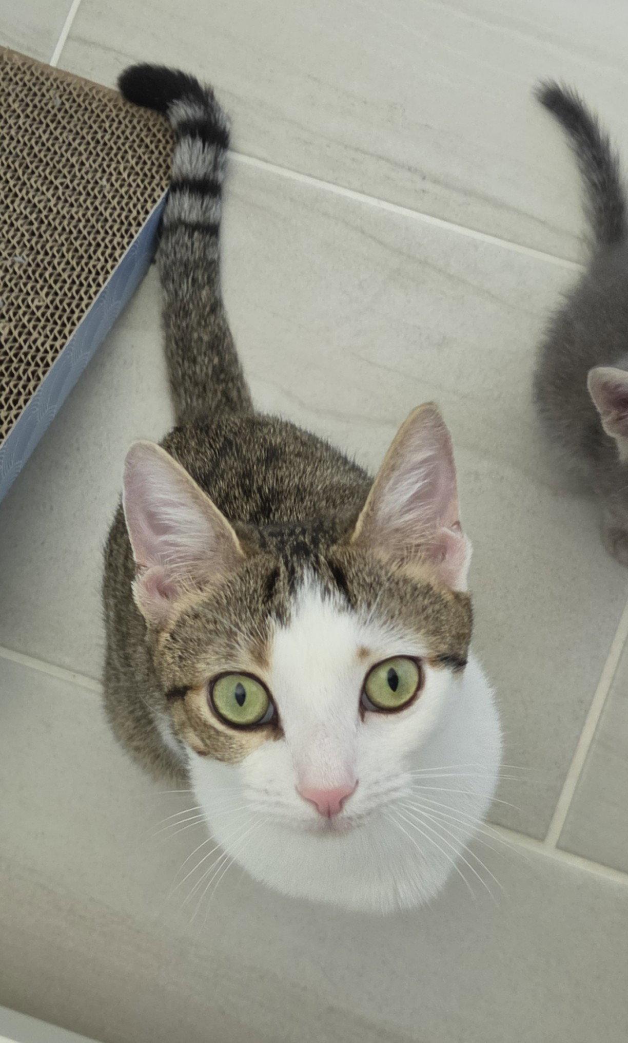 Cupcake, Adopted, Young Female Domestic Short Hair.