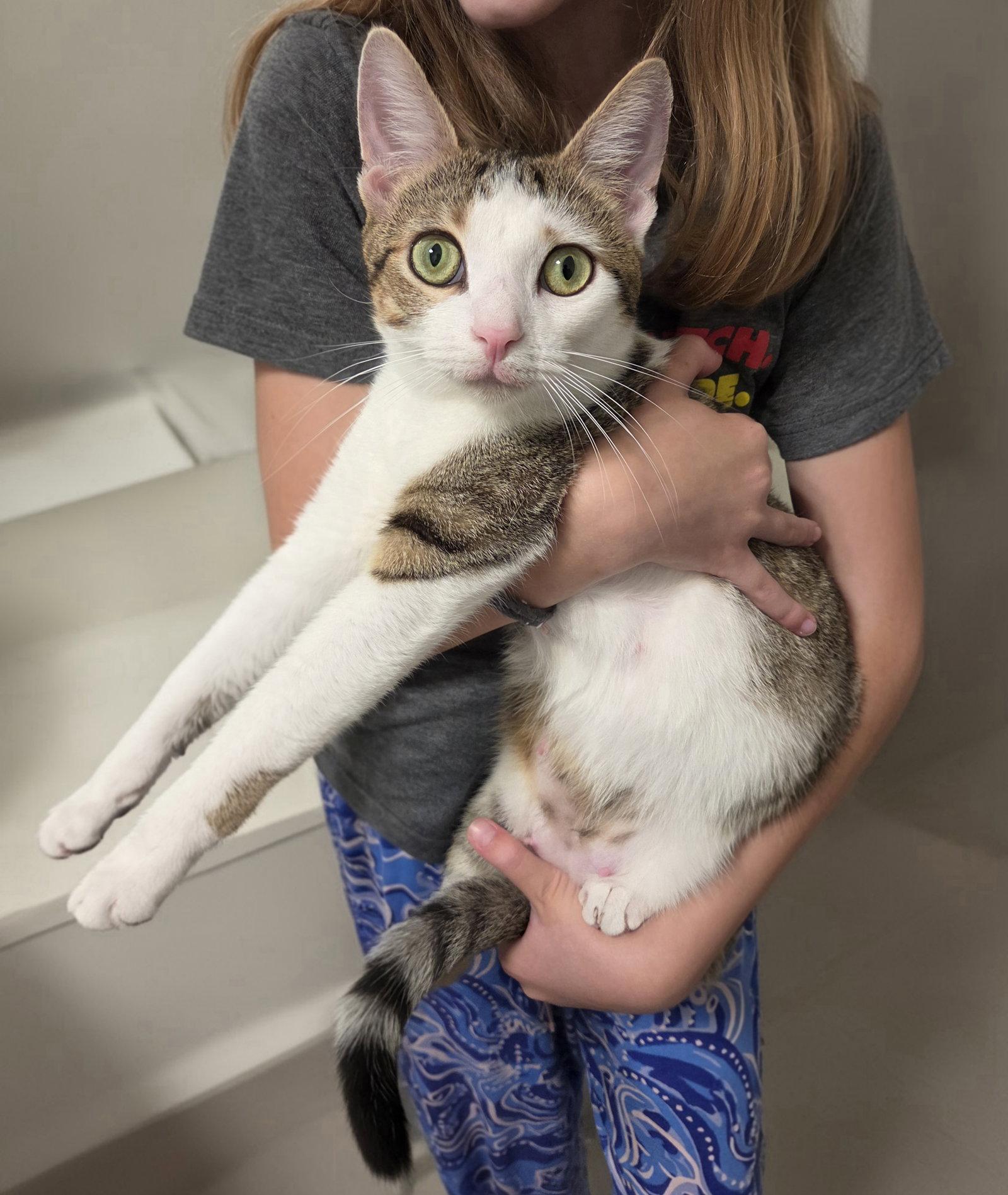 Enlarge Cupcake, a Adopted Domestic Short Hair in Pittsboro, NC image 2/3