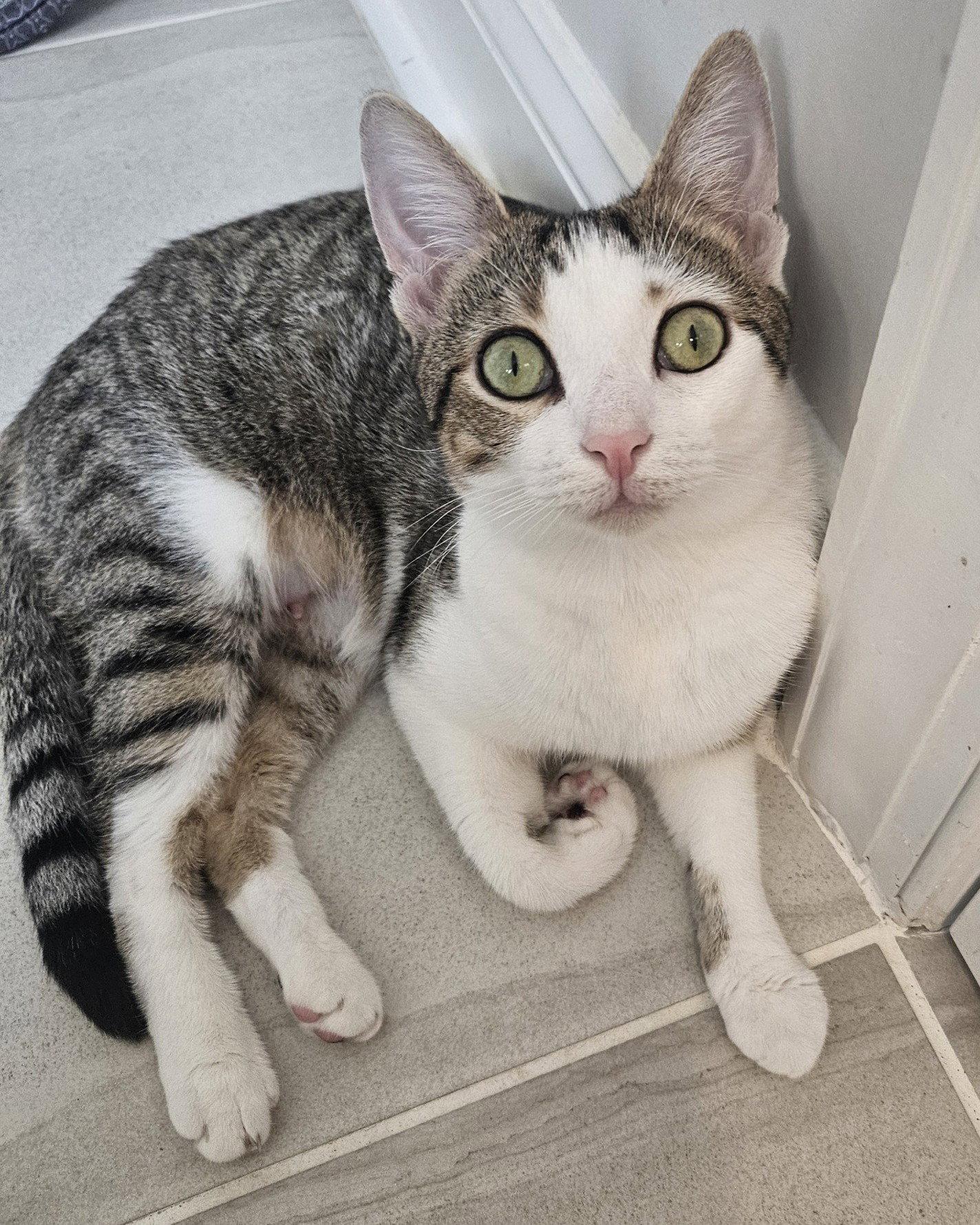 Enlarge Cupcake, a Adopted Domestic Short Hair in Pittsboro, NC image 3/3