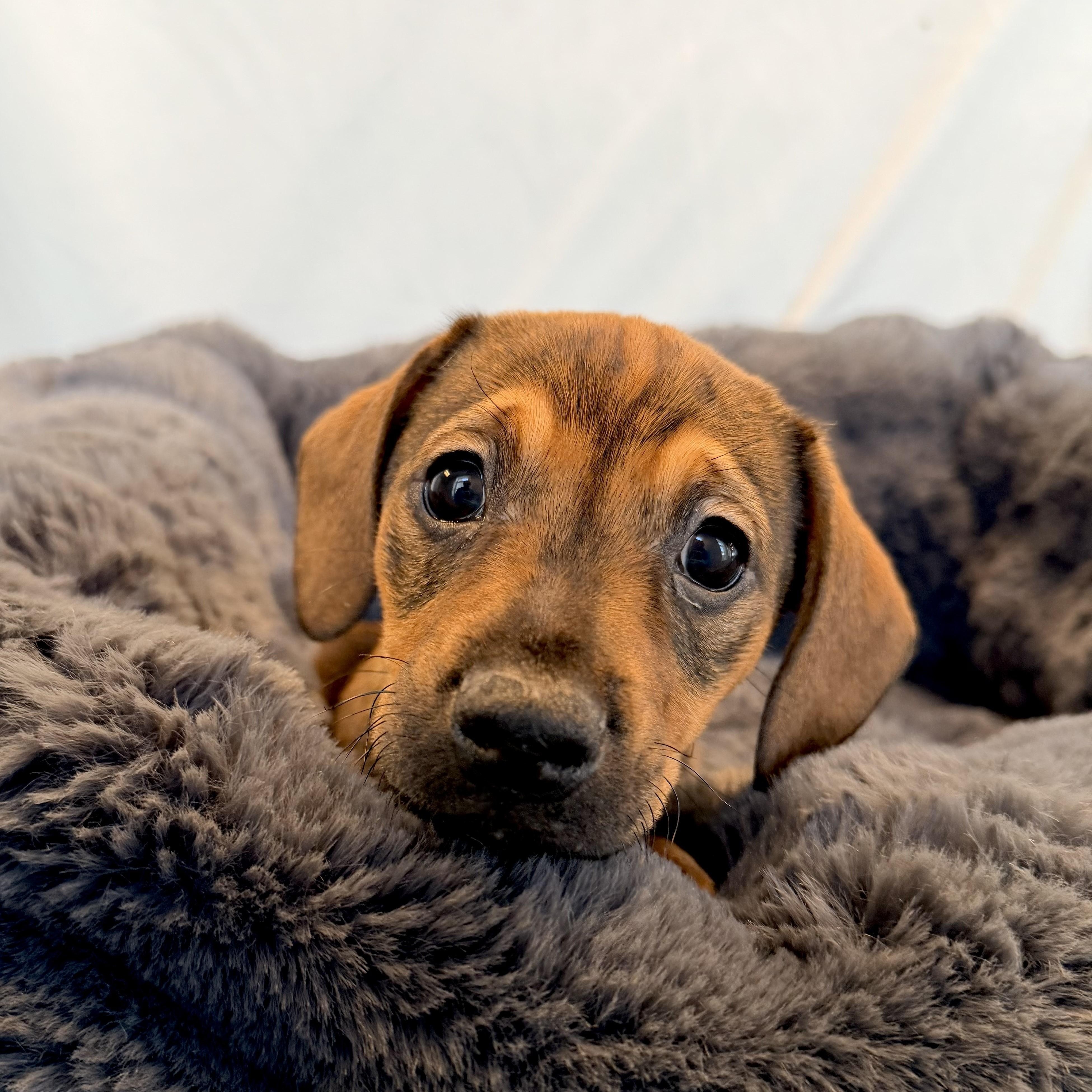 Enlarge Schmidt, an adopted Mixed Breed in Canal Winchester, OH image 2/2