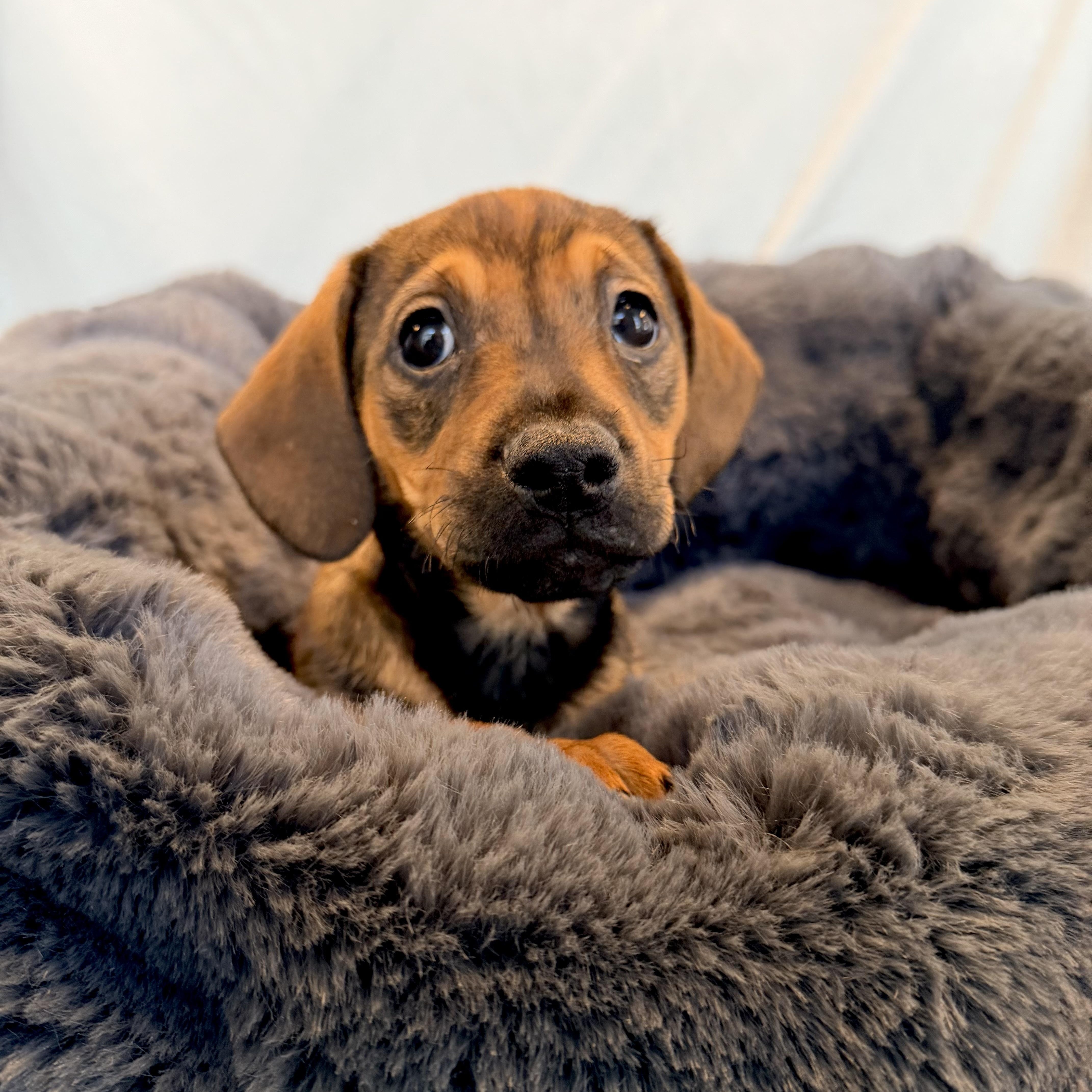 Schmidt, adopted, Puppy Male Mixed Breed.