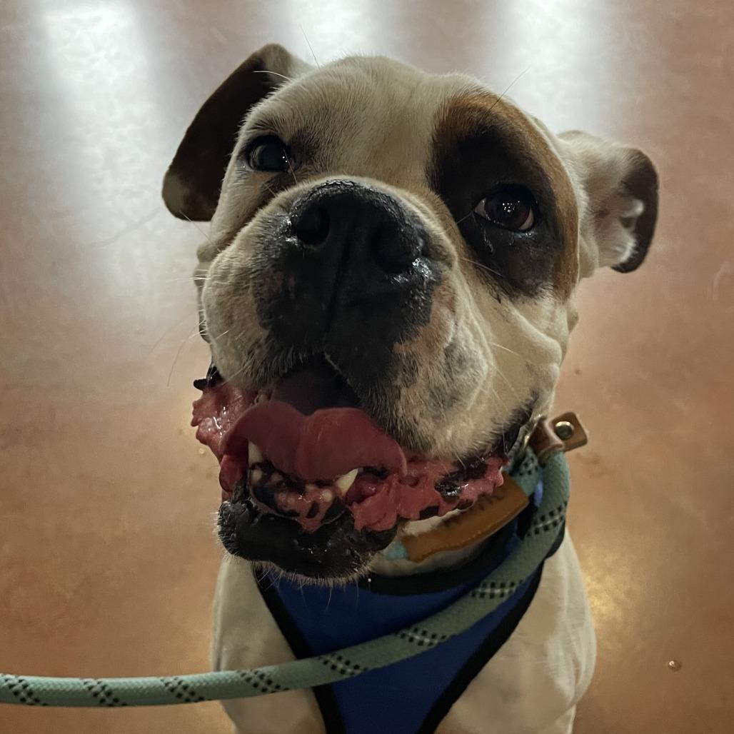 Enzo, Adoptable, Adult Male Boxer.