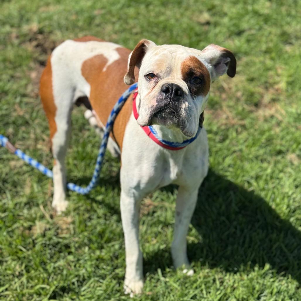 Enlarge Enzo, a Adoptable Boxer in Santa Barbara, CA image 2/3