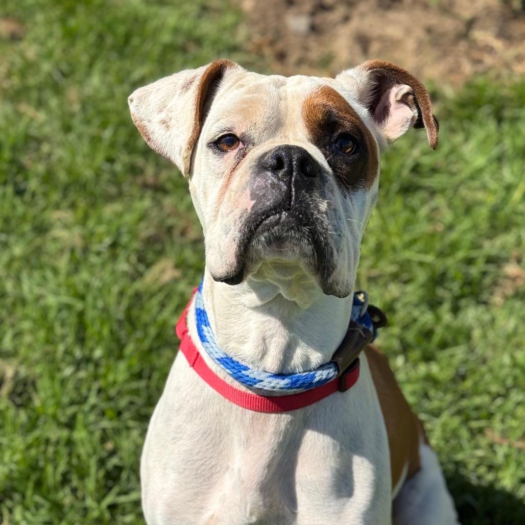 Enlarge Enzo, a Adoptable Boxer in Santa Barbara, CA image 3/3