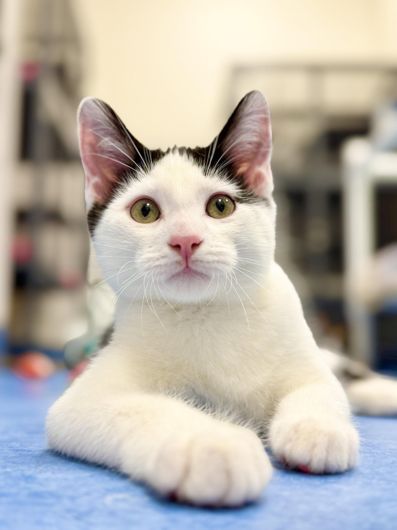 Onyx, a Adoptable Domestic Short Hair in West Cornwall, CT image 1/3