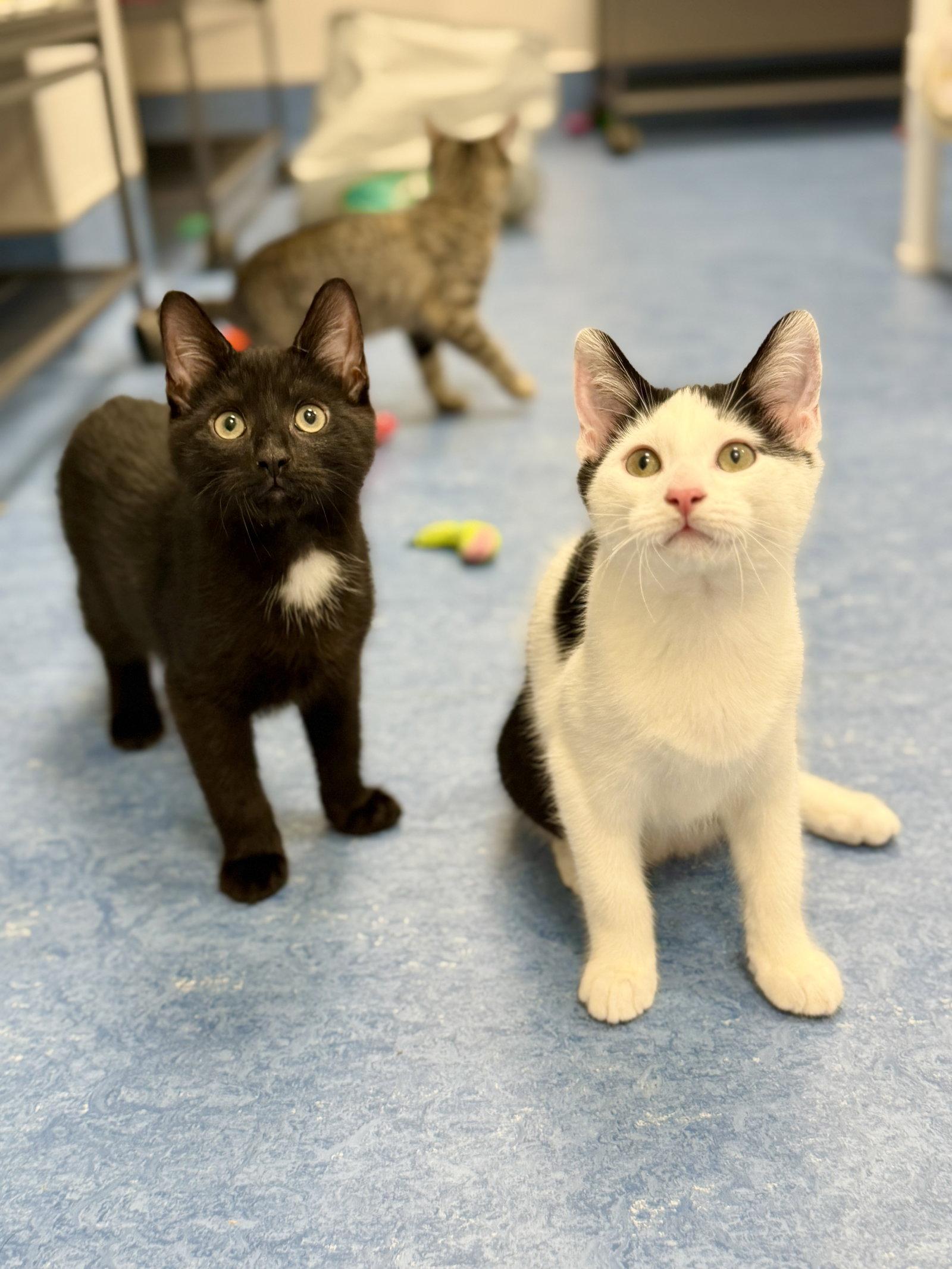 Onyx, a Adoptable Domestic Short Hair in West Cornwall, CT image 3/3