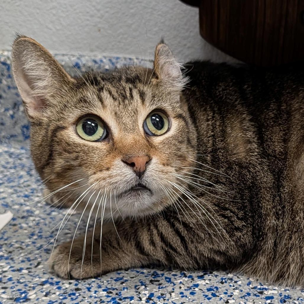 Zuma, Adoptable, Adult Male Domestic Short Hair.