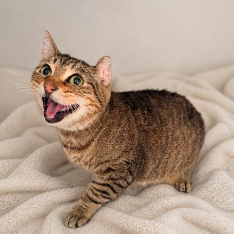 Enlarge Zuma, a Adoptable Domestic Short Hair in Long Beach, CA image 2/3