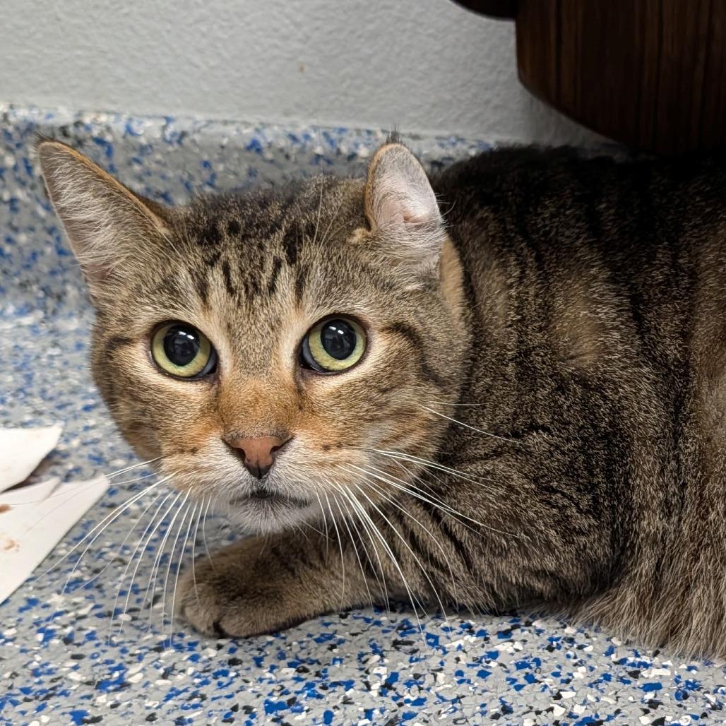 Enlarge Zuma, a Adoptable Domestic Short Hair in Long Beach, CA image 3/3