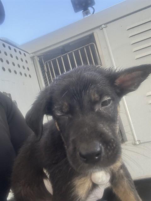 Beast - URGENT, Adoptable, Puppy Male Shepherd.