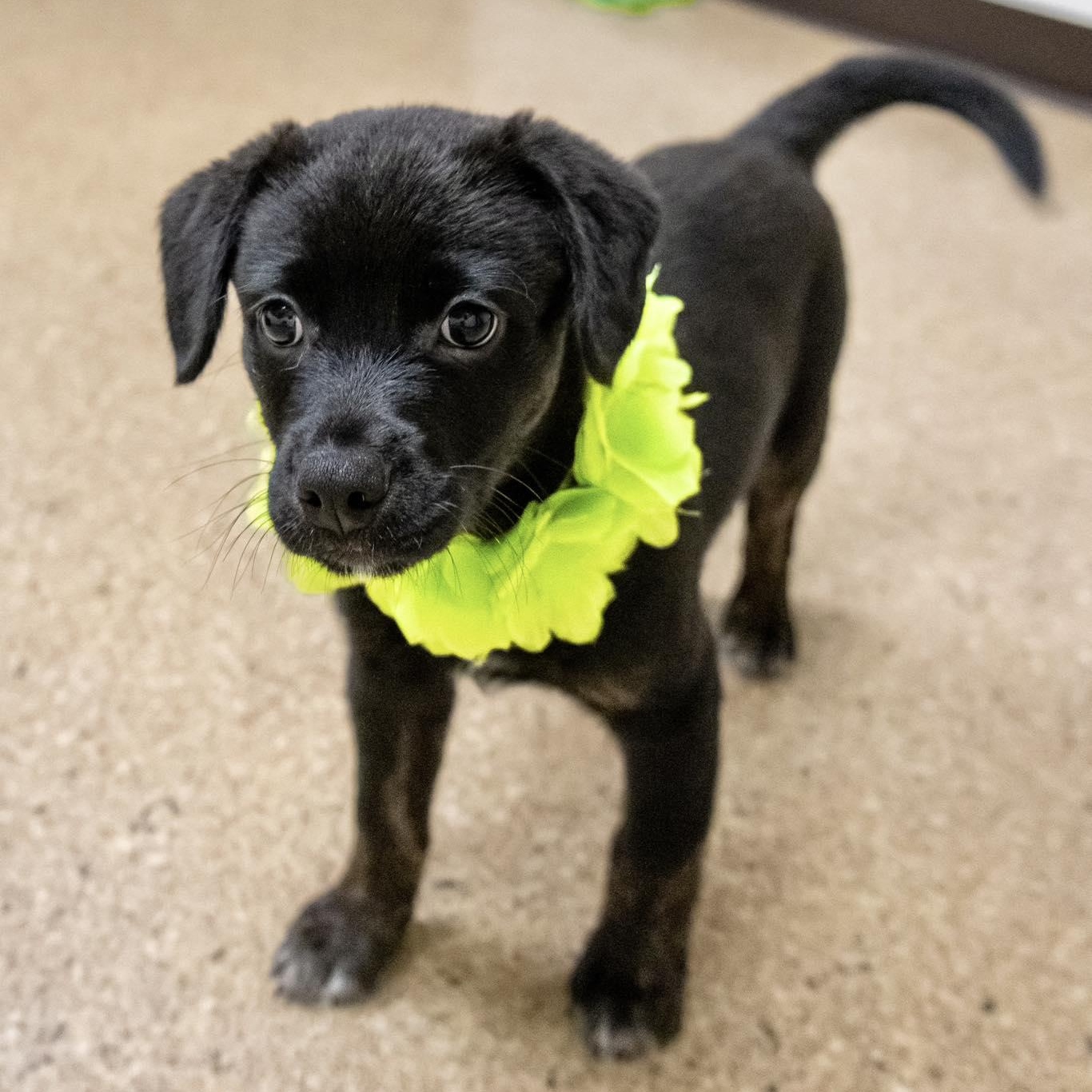 Enlarge Aruba, a ADOPTABLE mixed breed in Valparaiso, IN image 2/3