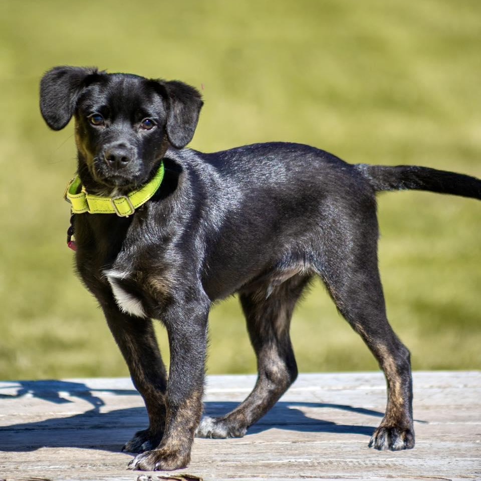 Aruba, an adoptable mixed breed in Valparaiso, IN image 3/5