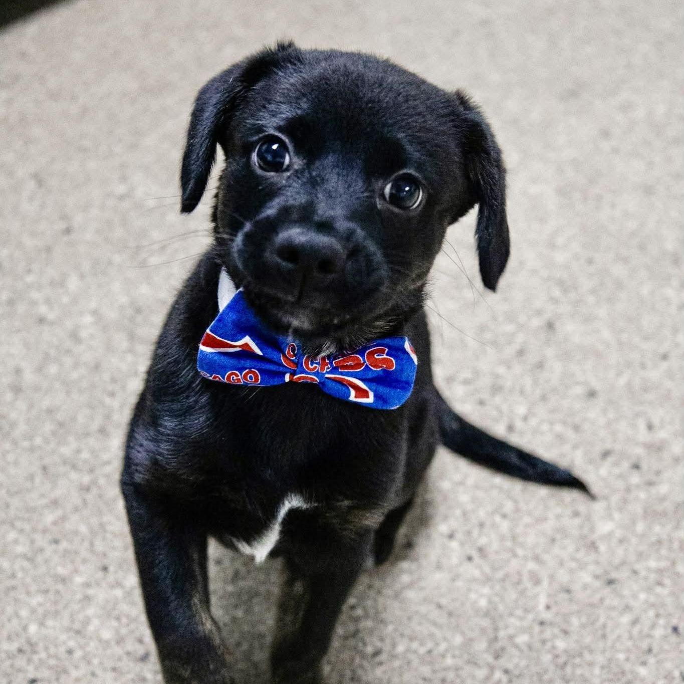 Enlarge Aruba, a ADOPTABLE mixed breed in Valparaiso, IN image 3/3