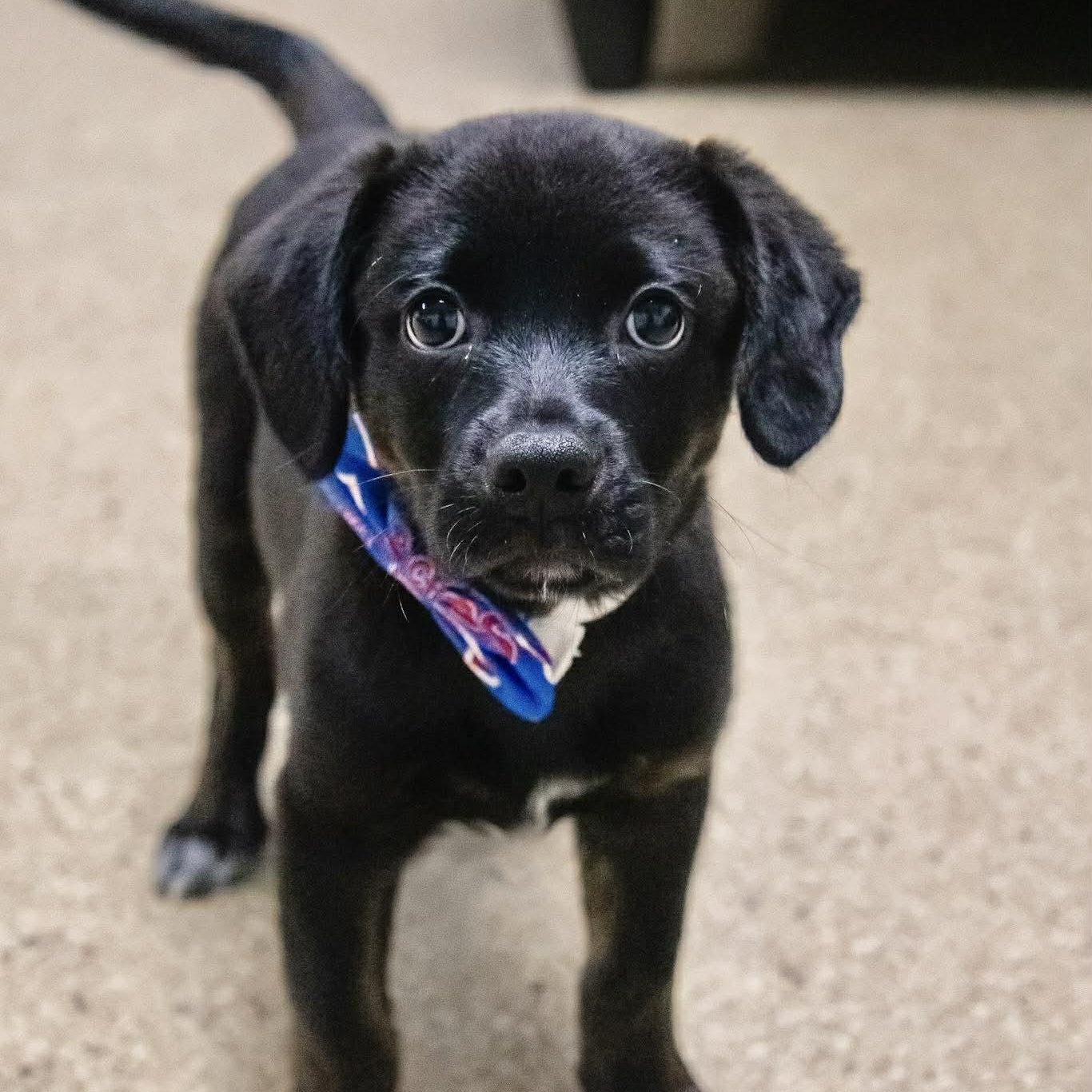 Aruba, ADOPTABLE, Puppy Male Labrador Retriever & Beagle.