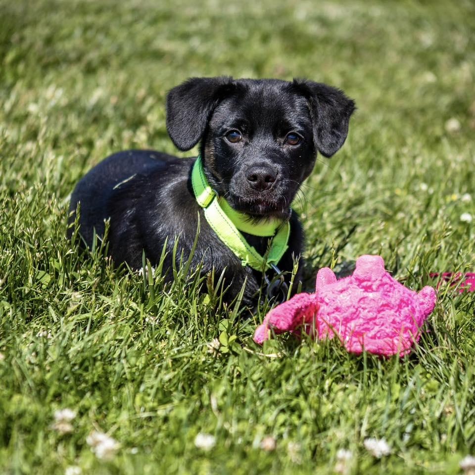 Aruba, adoptable, Puppy Male Labrador Retriever & Beagle.