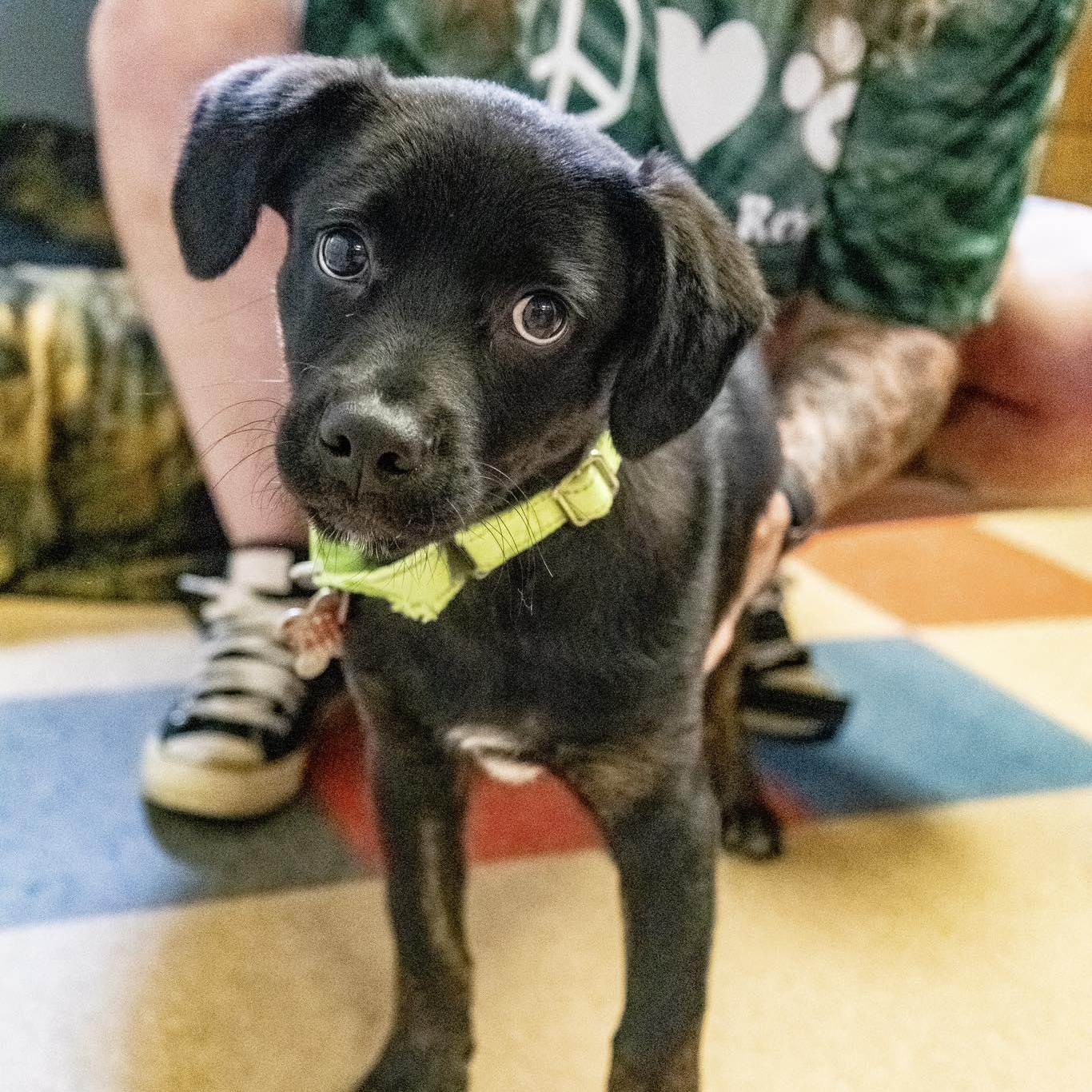 Aruba, an adoptable mixed breed in Valparaiso, IN image 5/5