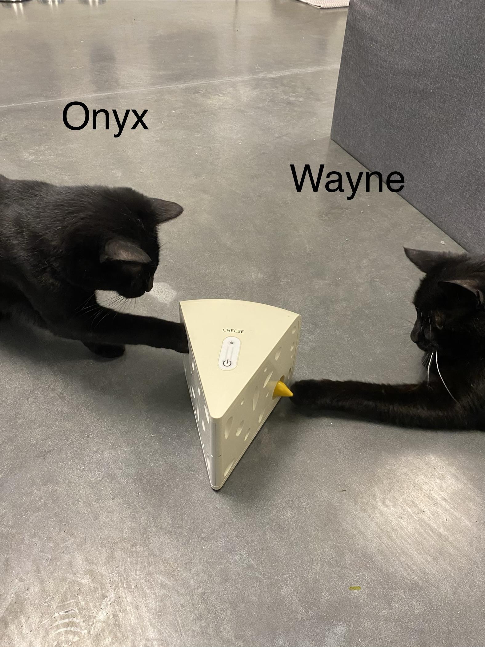 Wayne, an adopted Domestic Short Hair in Seekonk, MA image 4/4