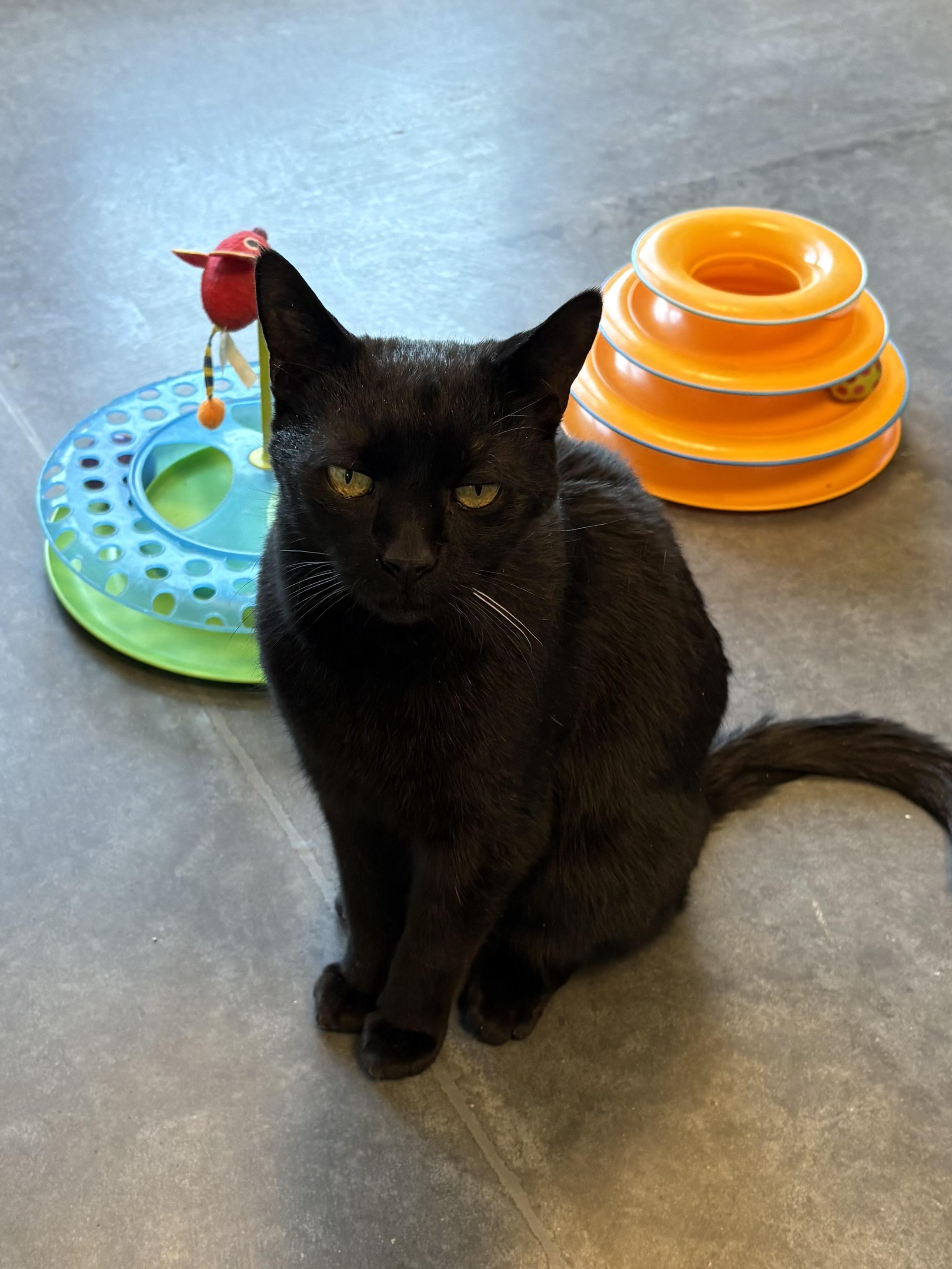 Wayne, adopted, Adult Male Domestic Short Hair.