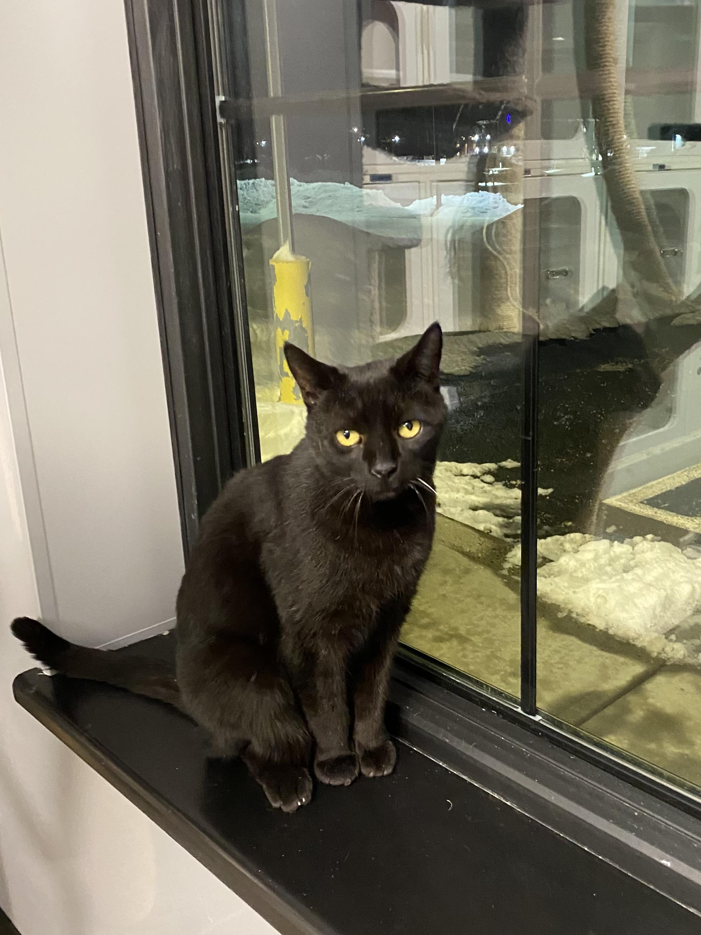 Wayne, an adopted Domestic Short Hair in Seekonk, MA image 3/4