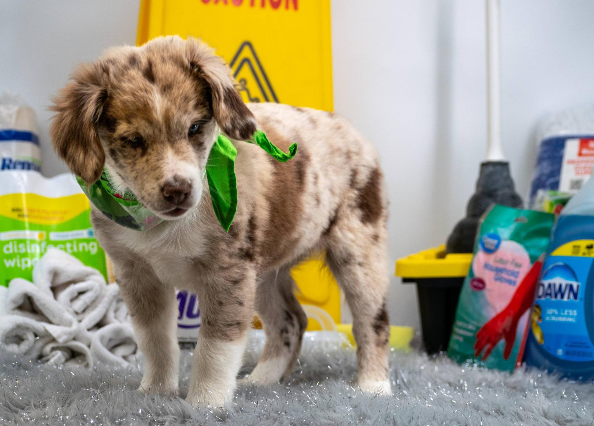 Enlarge Sergeant Suds, a ADOPTABLE Australian Shepherd in Sevierville, TN image 4/4