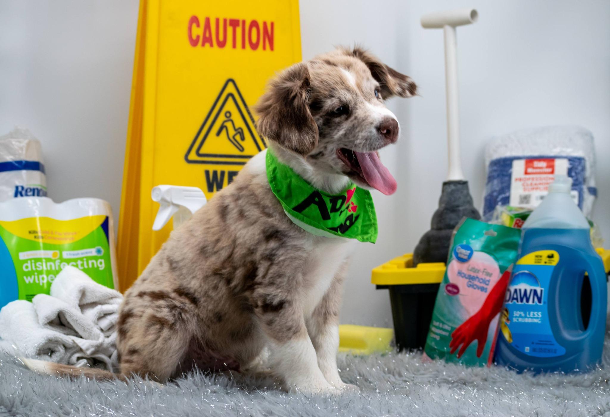 Enlarge Sergeant Suds, a ADOPTABLE Australian Shepherd in Sevierville, TN image 2/4