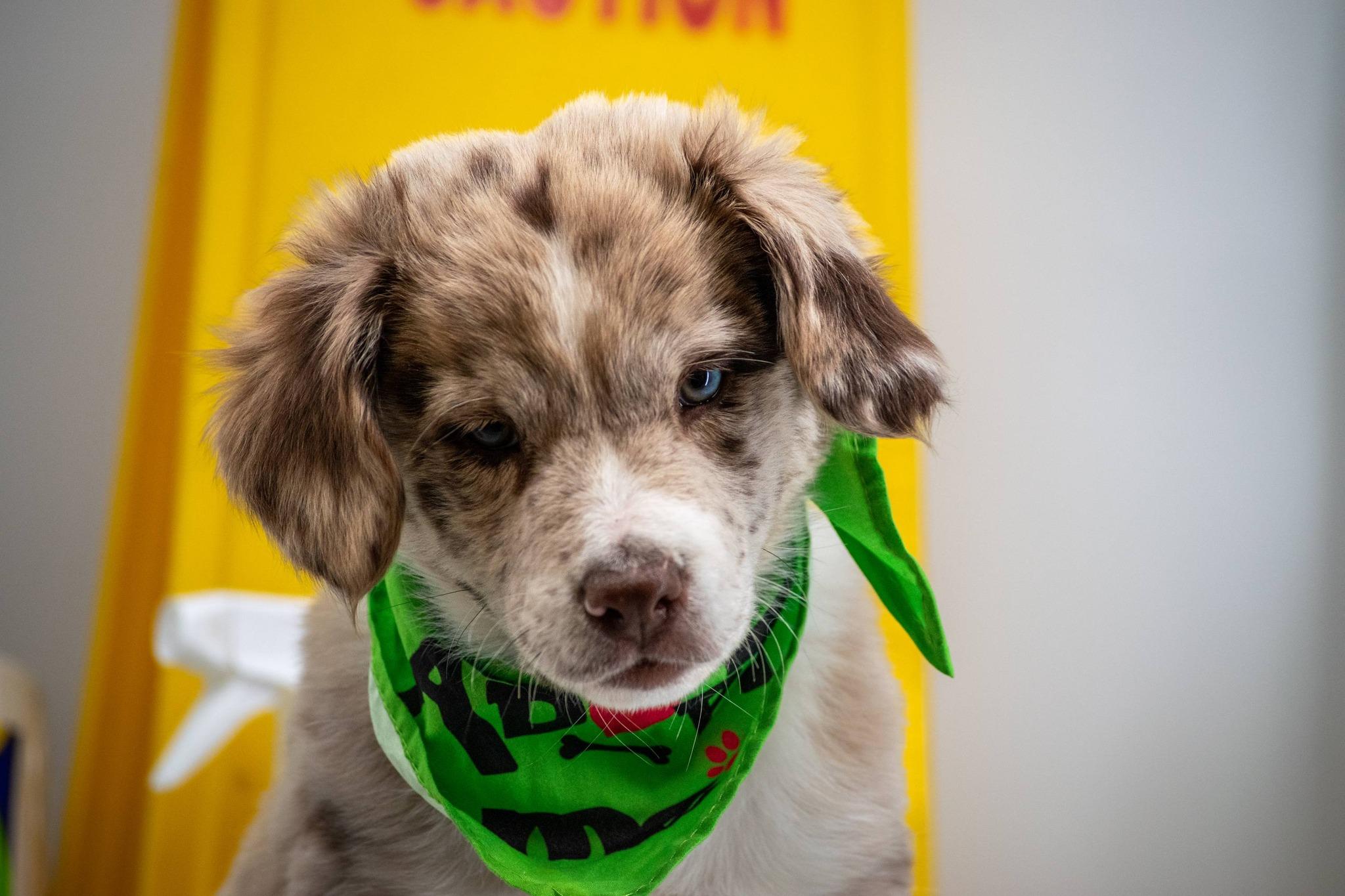 Enlarge Sergeant Suds, a ADOPTABLE Australian Shepherd in Sevierville, TN image 3/4