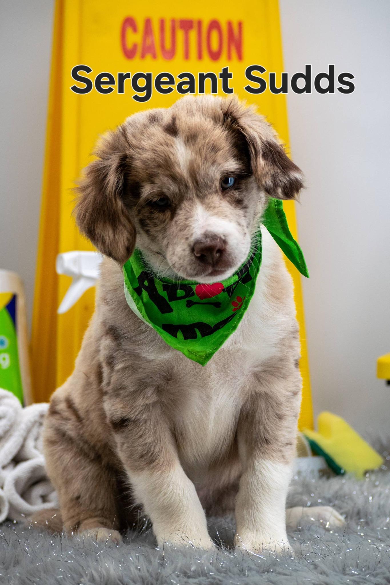 Sergeant Suds, ADOPTABLE, Puppy Male Australian Shepherd.