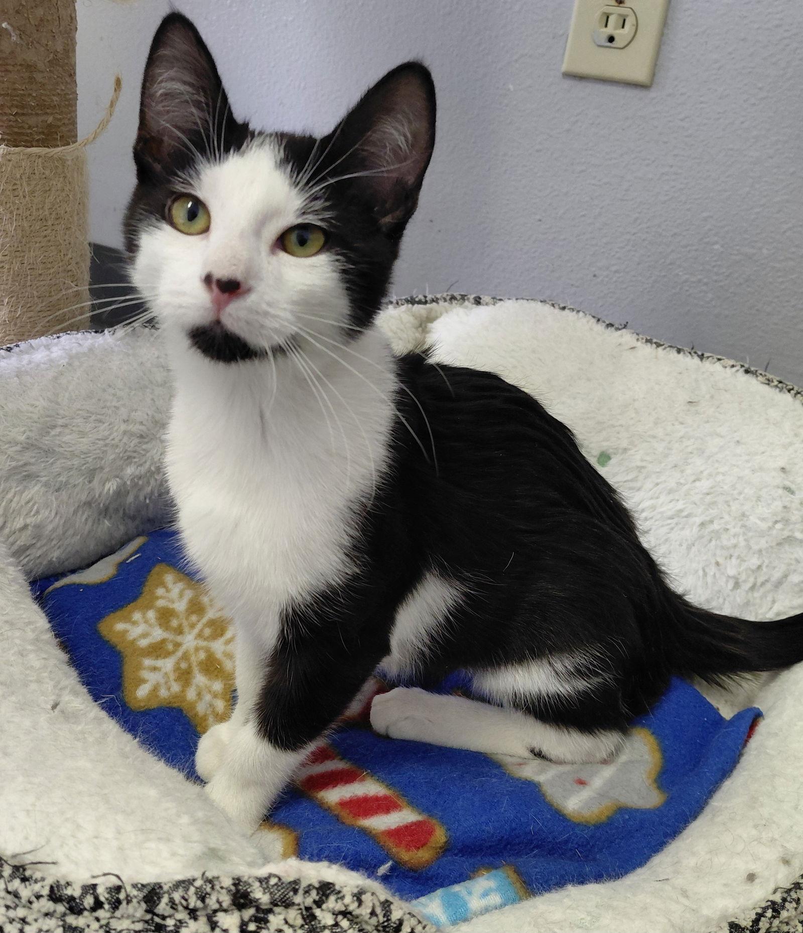 Corrine @ The Cat's Brew, Adopted, Kitten Female Domestic Short Hair.