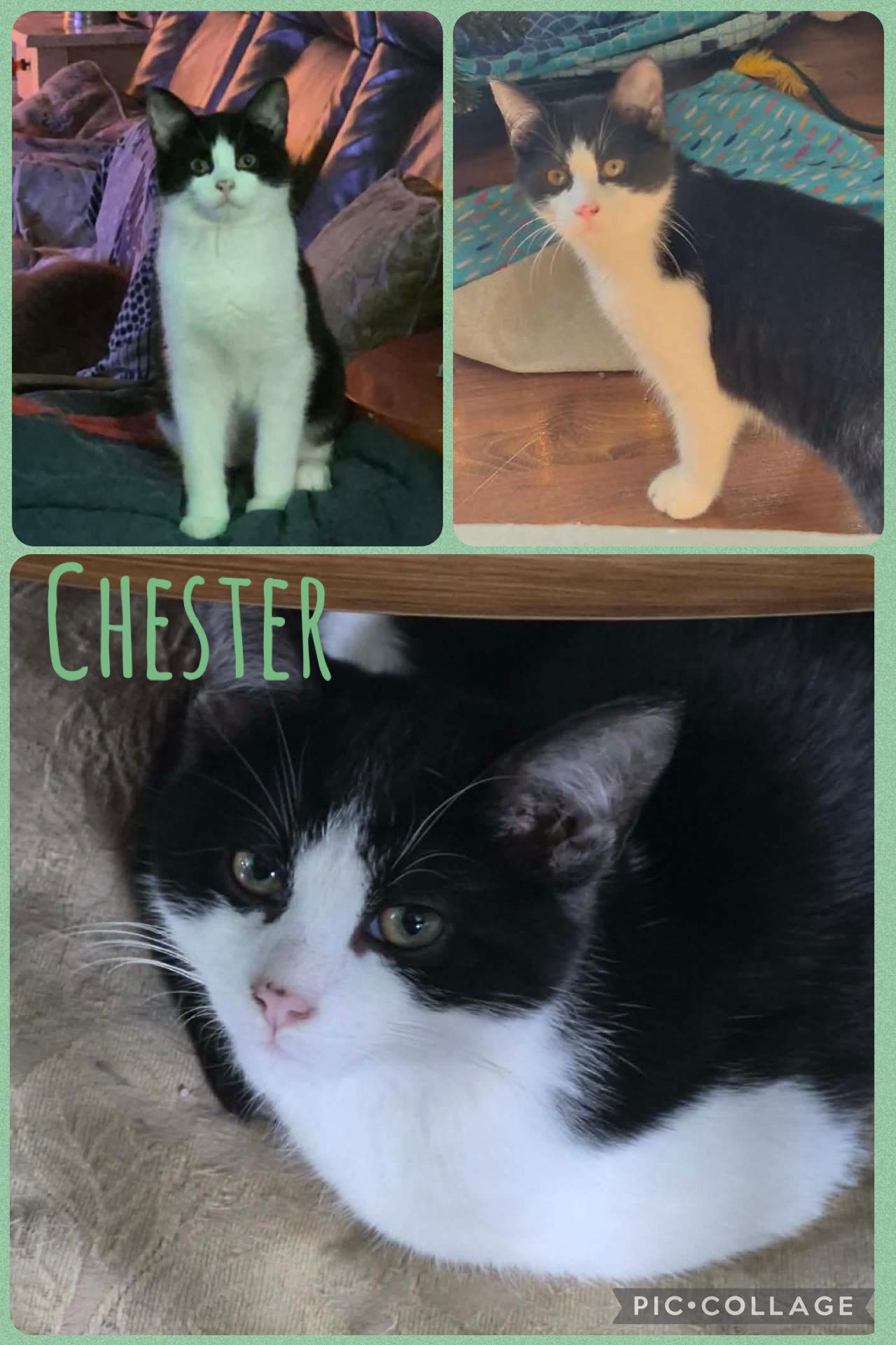 Chester, ADOPTABLE, Kitten Male Tuxedo.