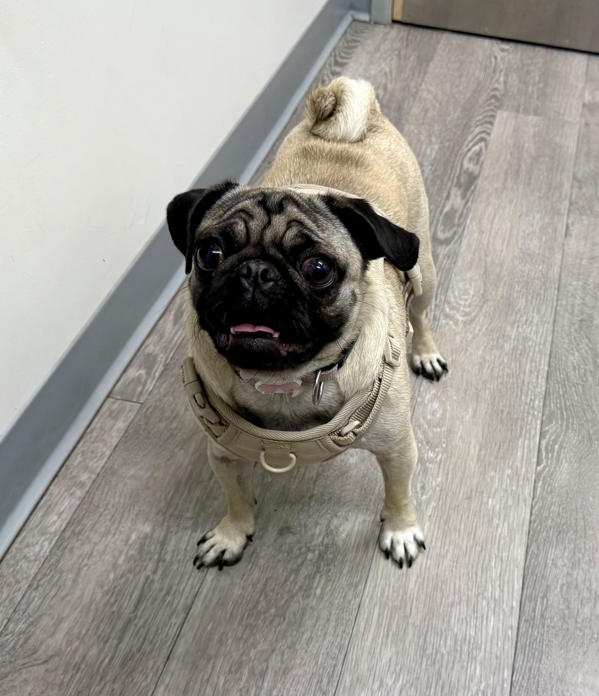 Enlarge Mary , an adopted Pug in Los Alamitos, CA image 2/6