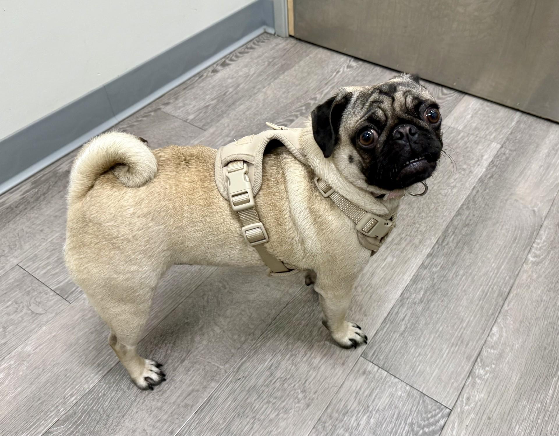 Enlarge Mary , an adopted Pug in Los Alamitos, CA image 4/6