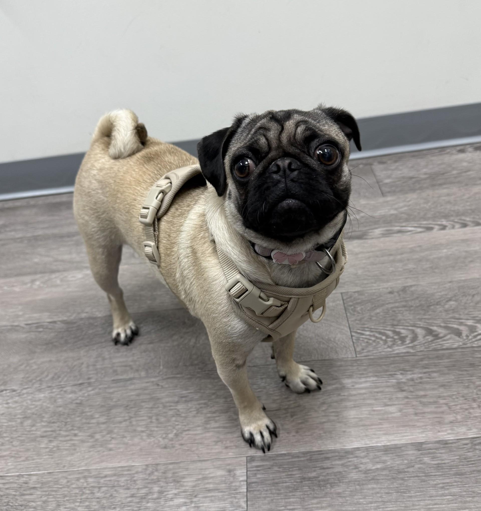 Enlarge Mary , an adopted Pug in Los Alamitos, CA image 3/6