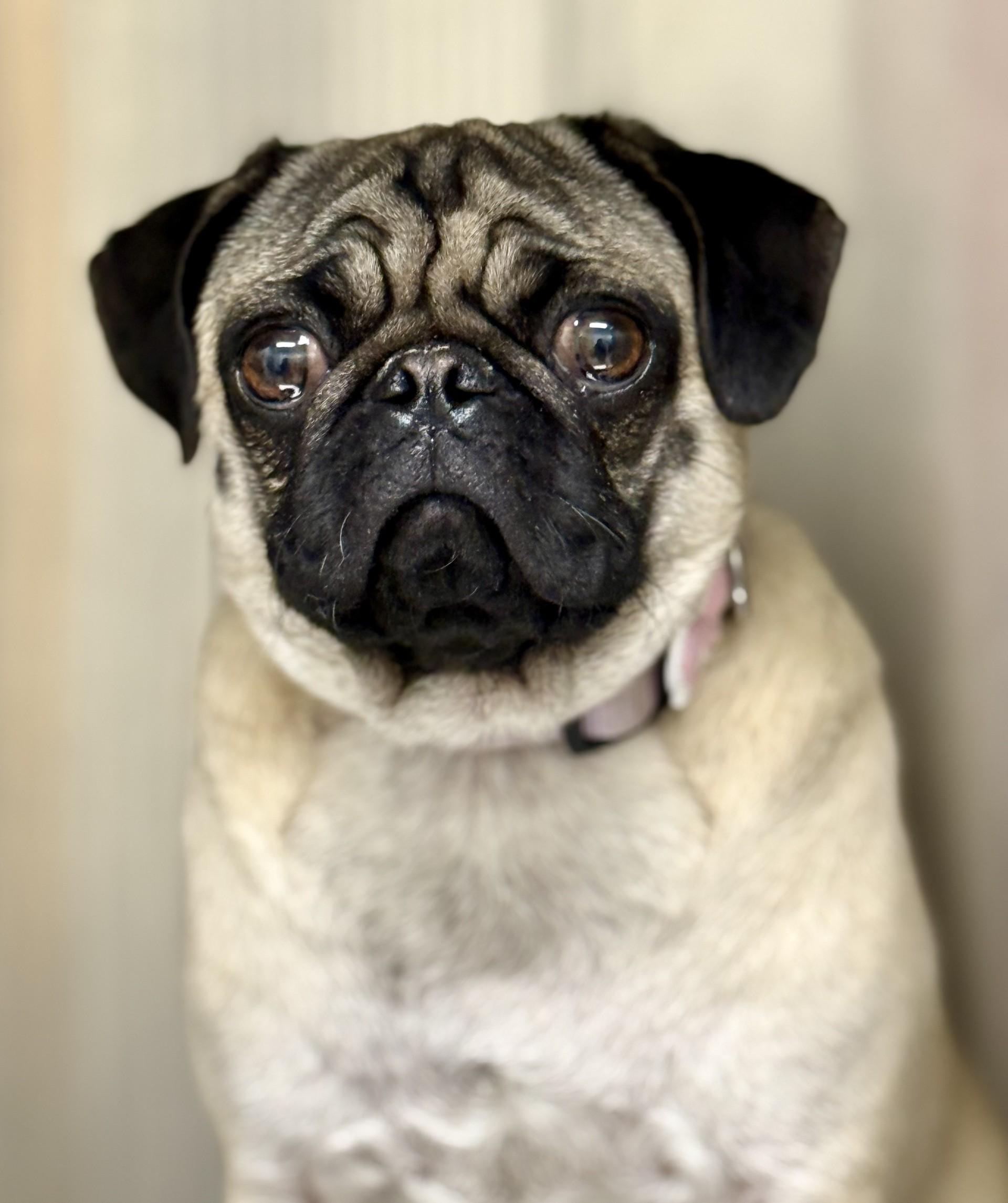Enlarge Mary , an adopted Pug in Los Alamitos, CA image 6/6