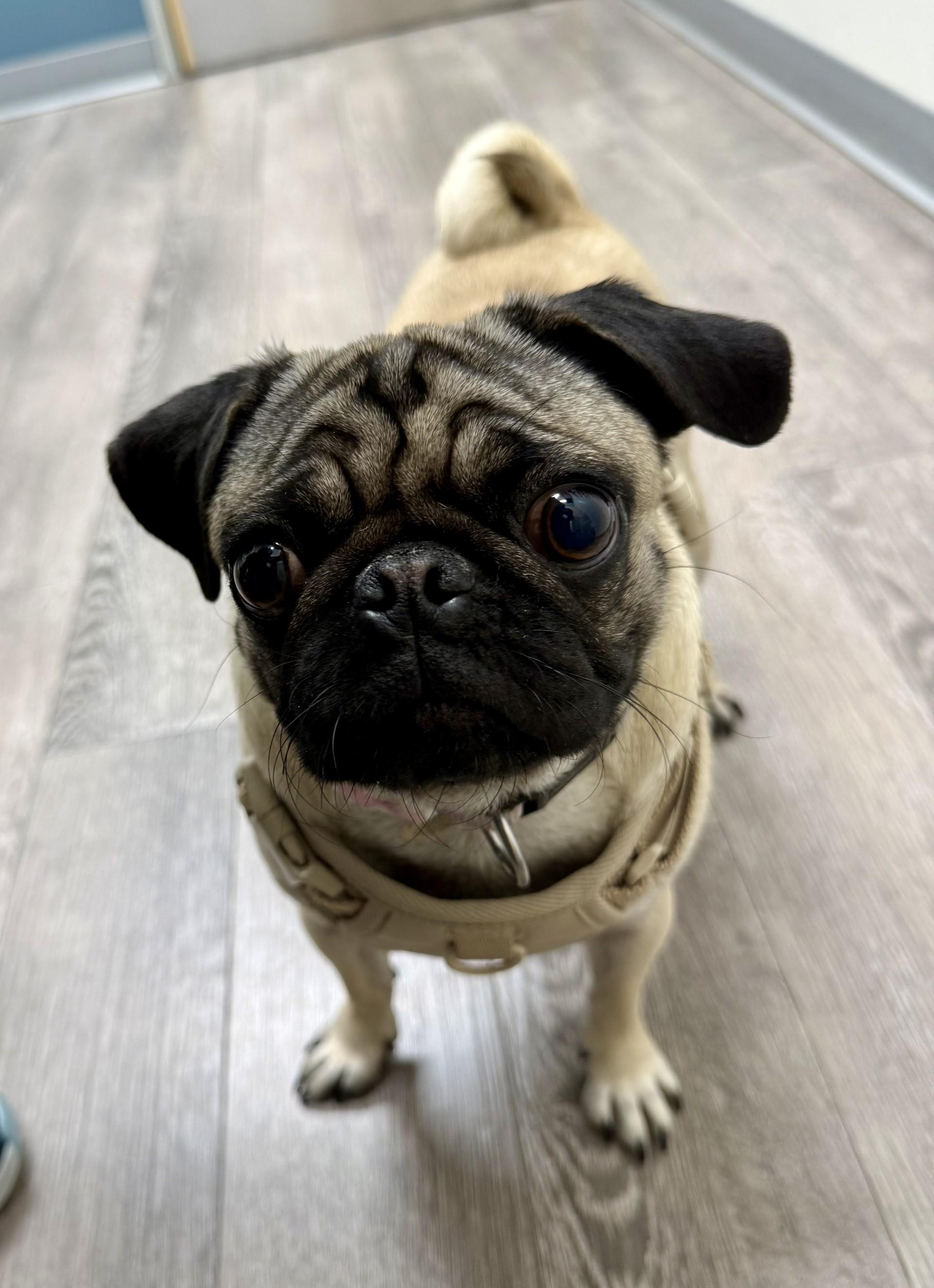 Enlarge Mary , an adopted Pug in Los Alamitos, CA image 5/6