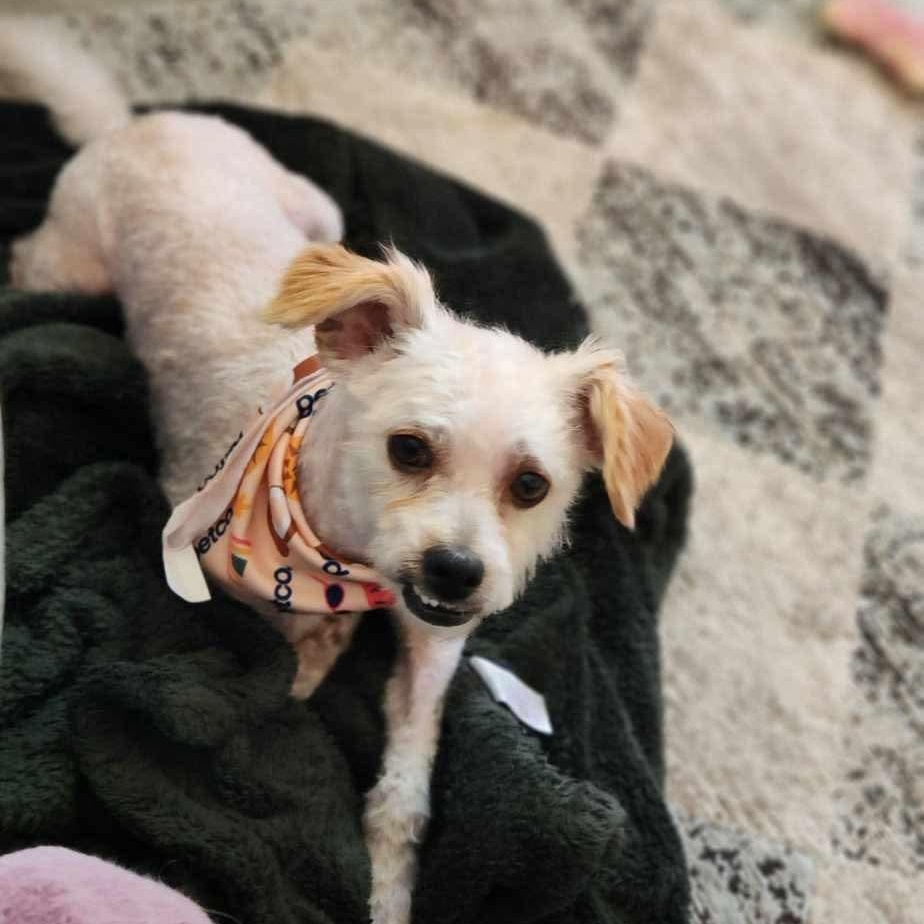 Teddy Bear, Adult Male Maltese