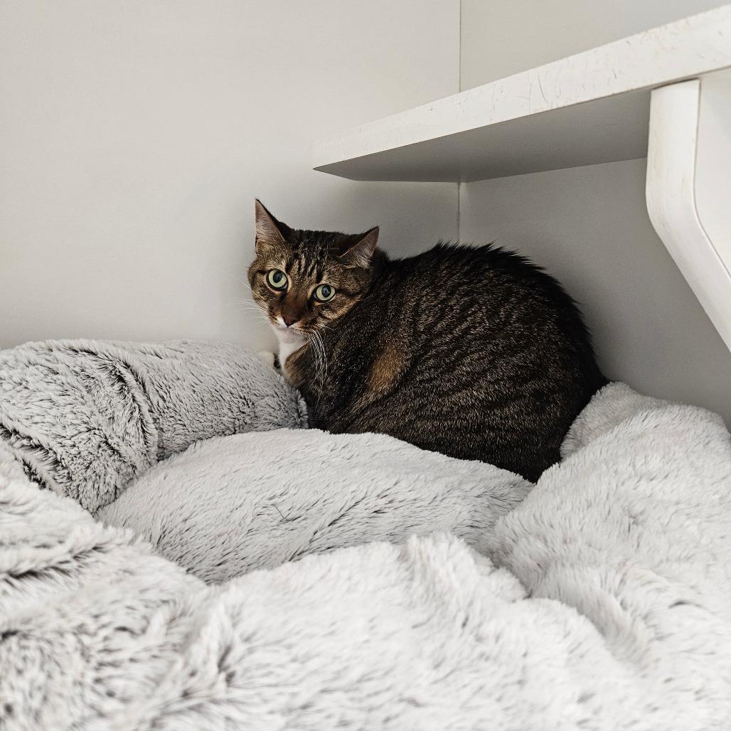 Bella May, Adoptable, Senior Female Domestic Short Hair.