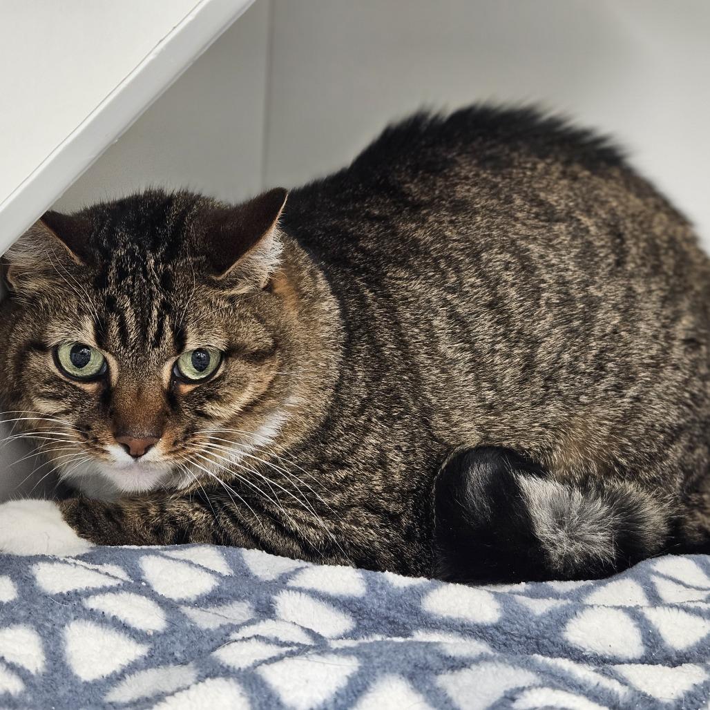 Enlarge Bella May, a Adoptable Domestic Short Hair in Jasper, IN image 2/3